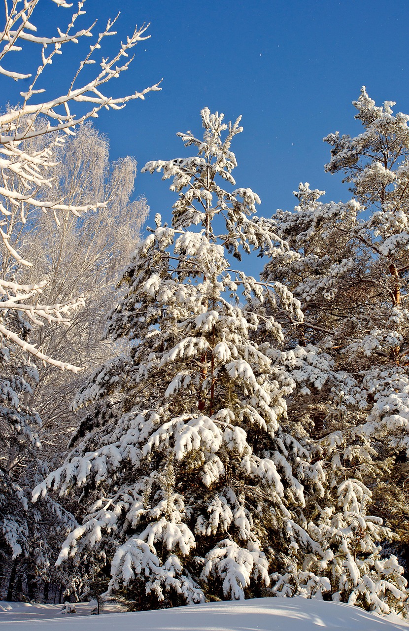 松树 冬天 自然 - Pixabay上的免费照片