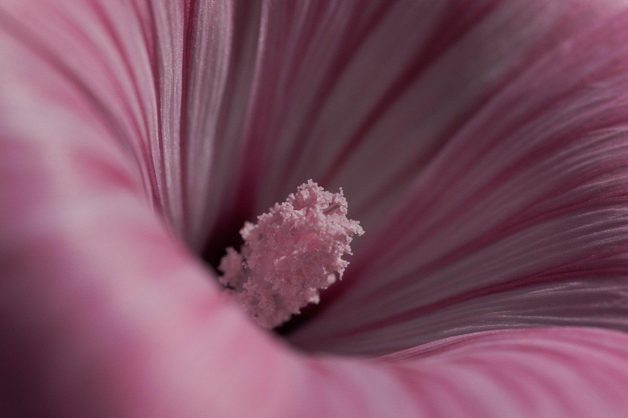 Flower - free online jigsaw puzzle photo