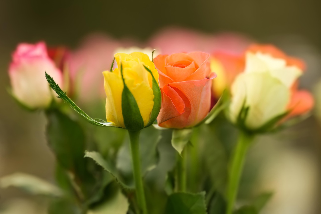 https://cdn.pixabay.com/photo/2022/01/13/09/15/bouquet-of-roses-6934767_1280.jpg