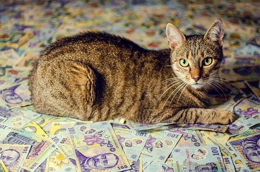 Katze, Haustier, Geld, Tier