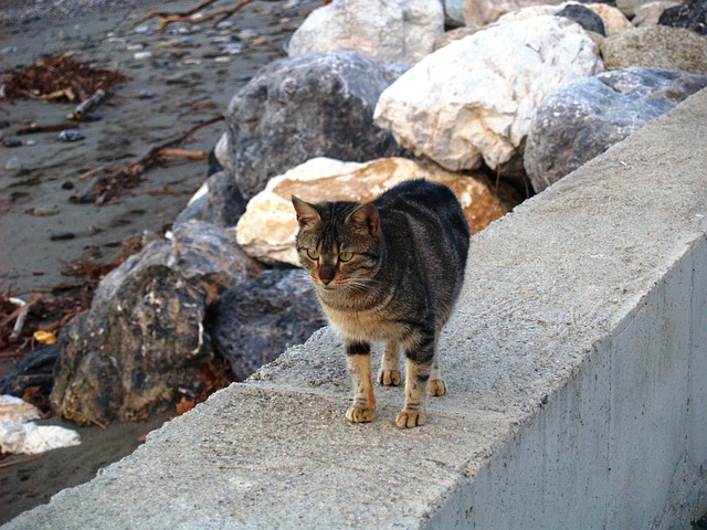 Free Cat Rocky Beach photo and picture