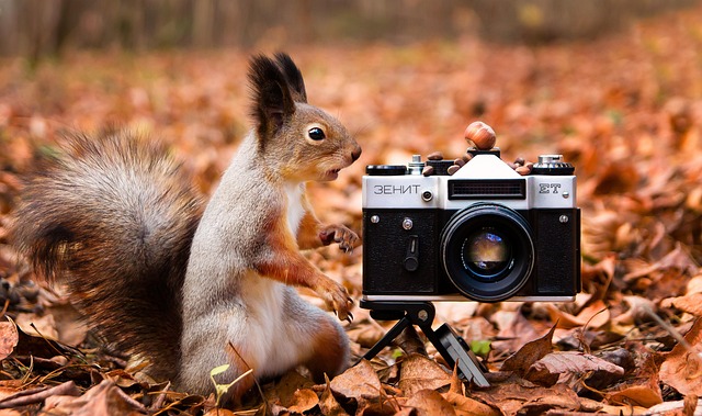 Free Squirrel Camera photo and picture