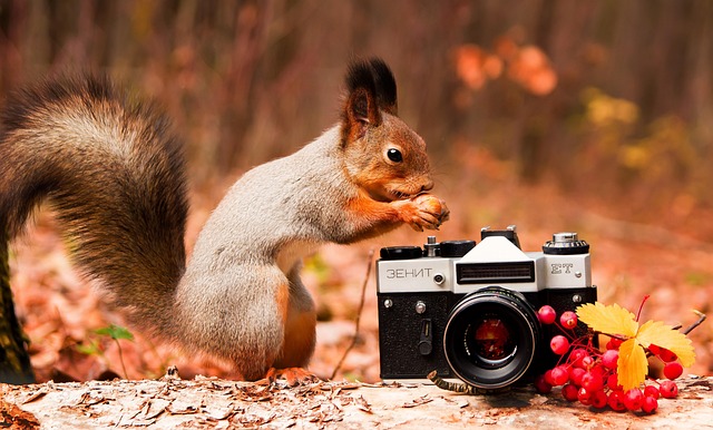 Free Squirrel Nature photo and picture