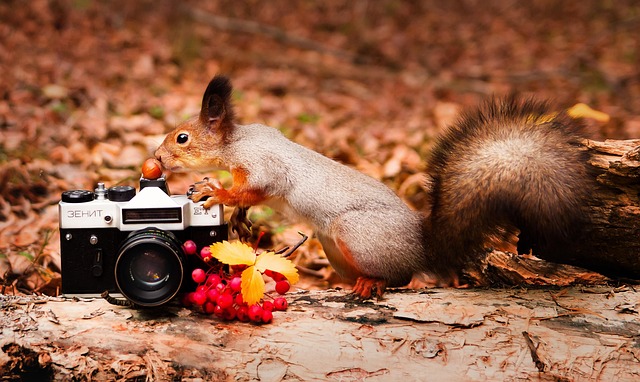 Free Squirrel Camera photo and picture