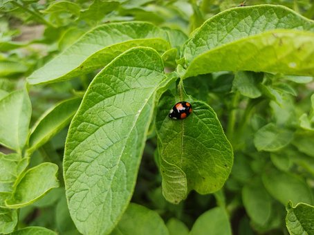Ladybug, Svart Ladybug, Blader, Potet