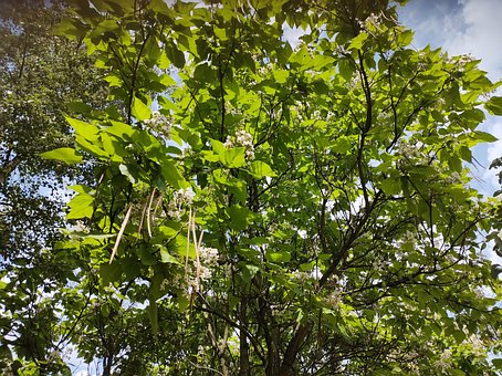 Bønnetre, Katalpa, Catalpa