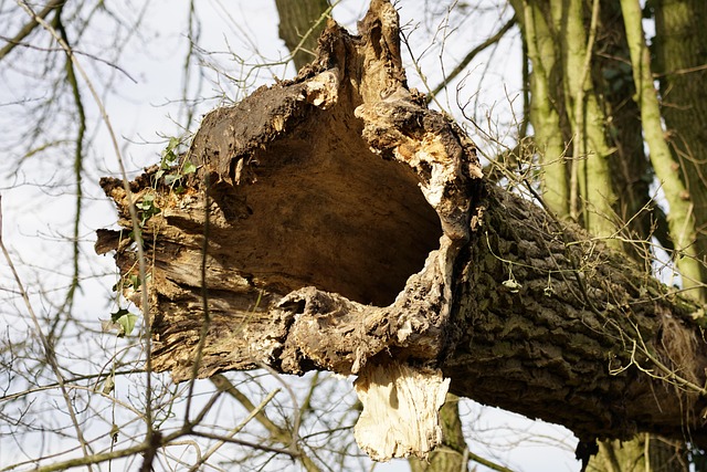 Free Tree Trunk Hollow photo and picture