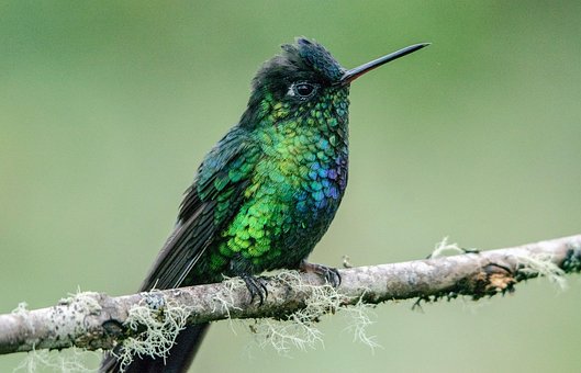 https://cdn.pixabay.com/photo/2022/01/13/14/53/bird-6935465__340.jpg