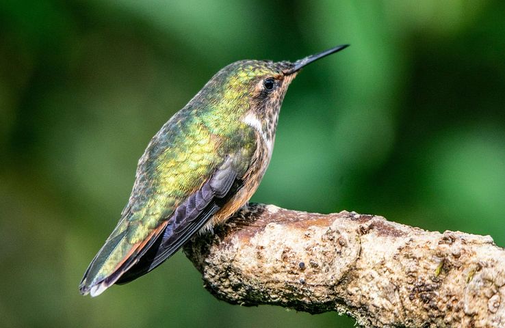 1,000+ Free Hummingbird &amp; Bird Images