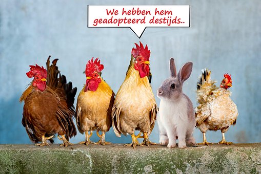 Kippen, Konijn, Familie, Humor