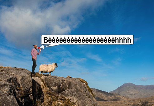 Schaap, Herder, Bergen, Humor