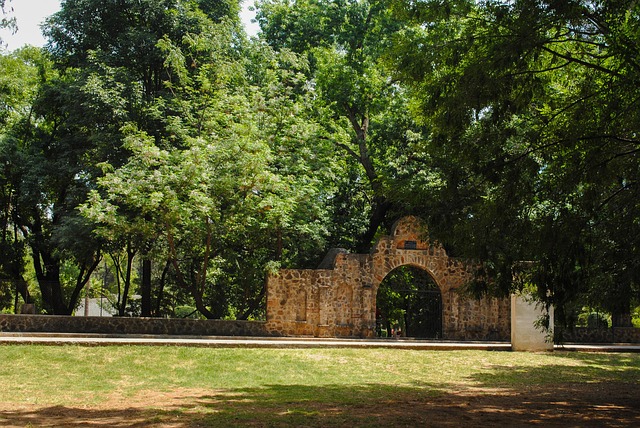 Free Trees Green photo and picture