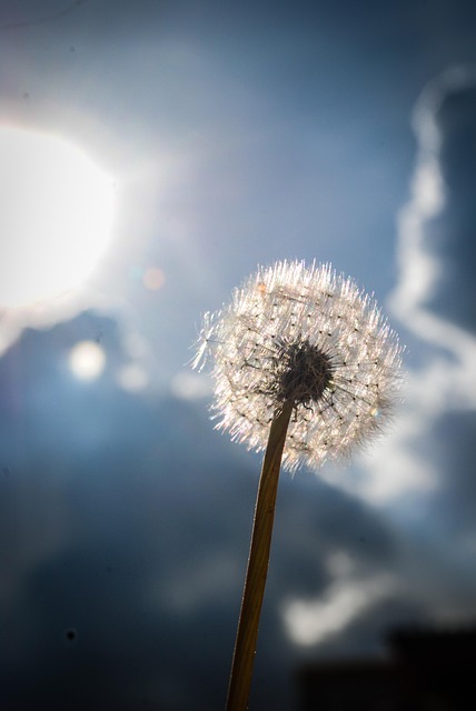 Free Flower Dandelion photo and picture