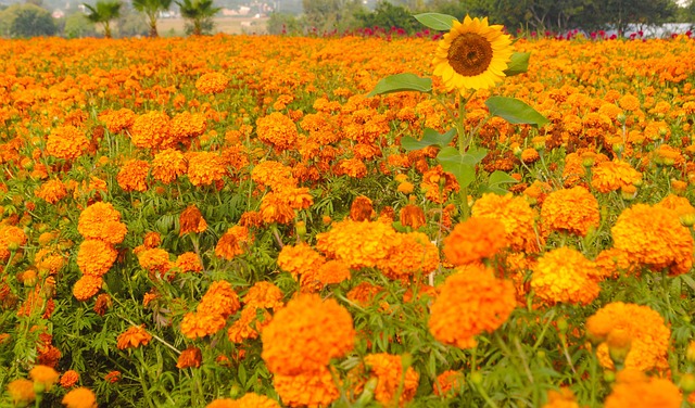 Free Flowers Marigold photo and picture
