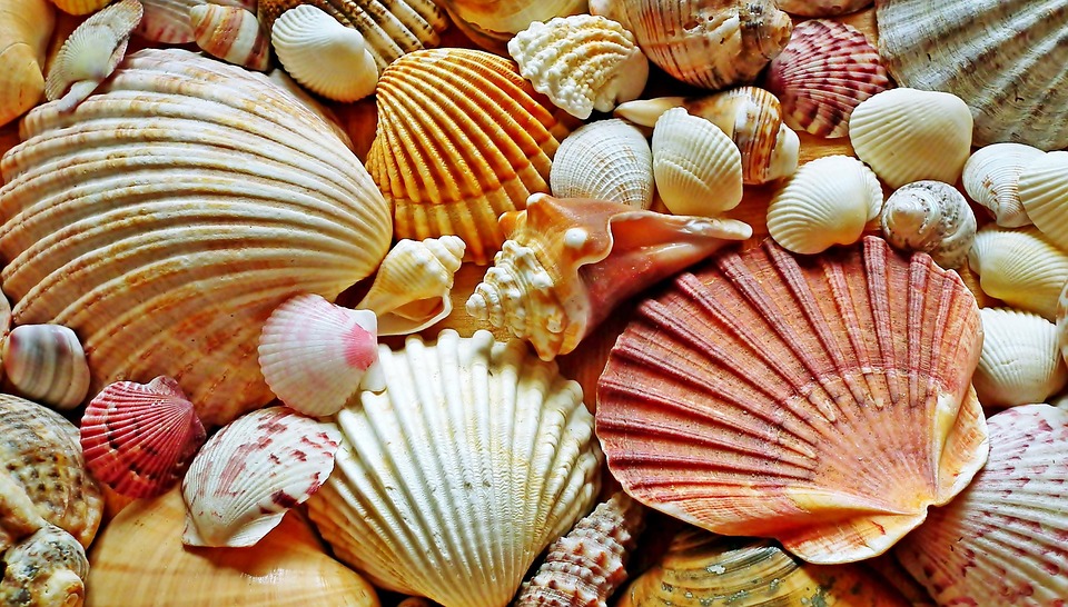 贝壳 海滩 - Pixabay上的免费照片 - Pixabay