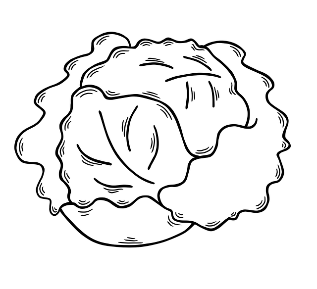 Free cabbage vegetable food illustration