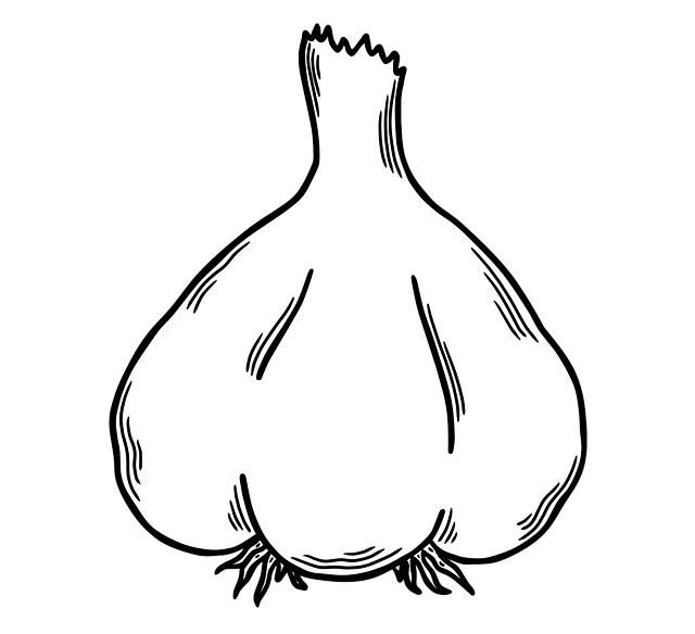 Free garlic vegetable food illustration