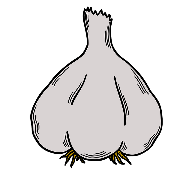Free garlic vegetable food illustration
