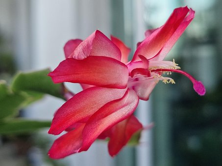 Free Christmas Cactus Flower photo and picture