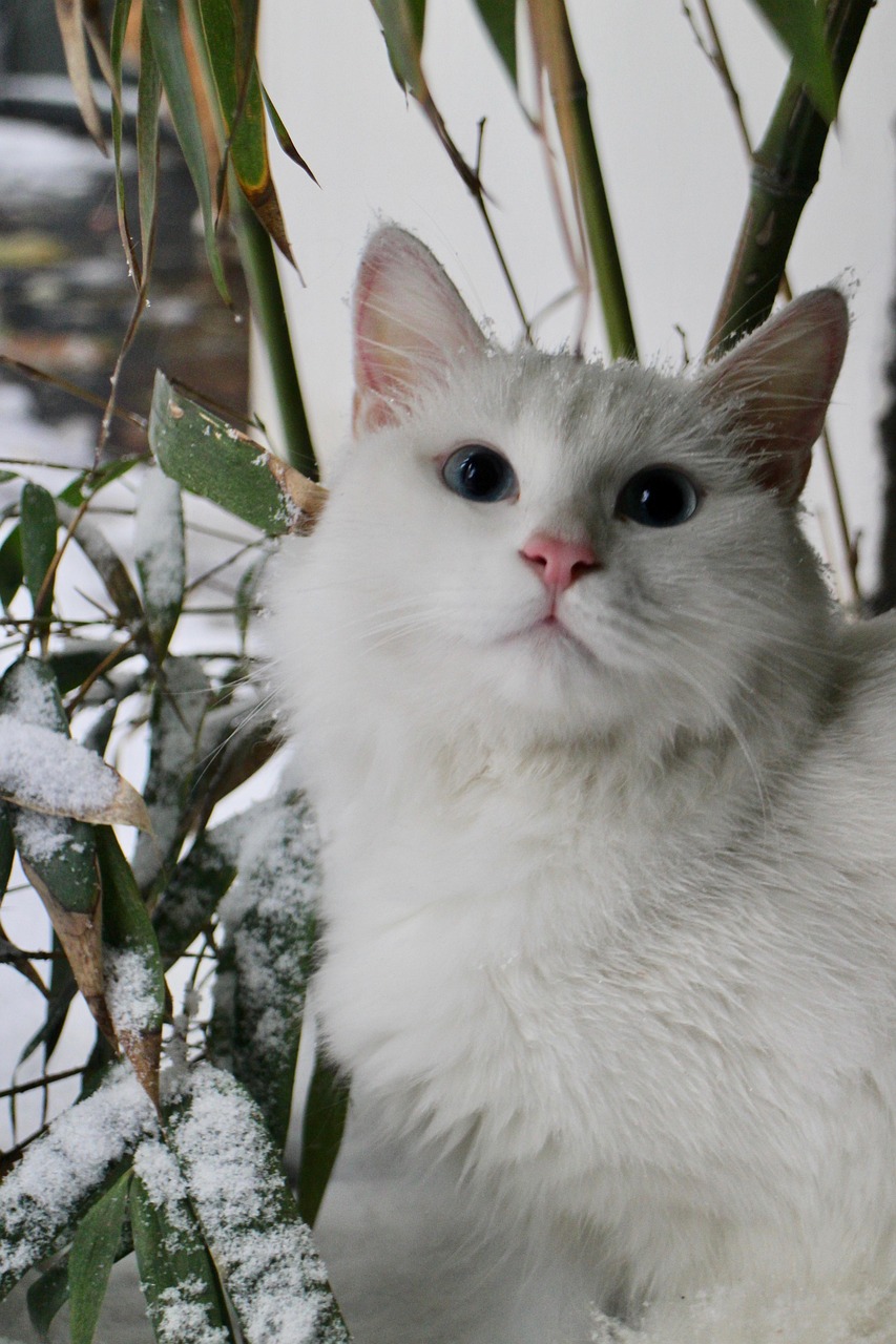 Kissa Lemmikki Lumi Valkoinen Ilmainen Valokuva Pixabayssa Pixabay