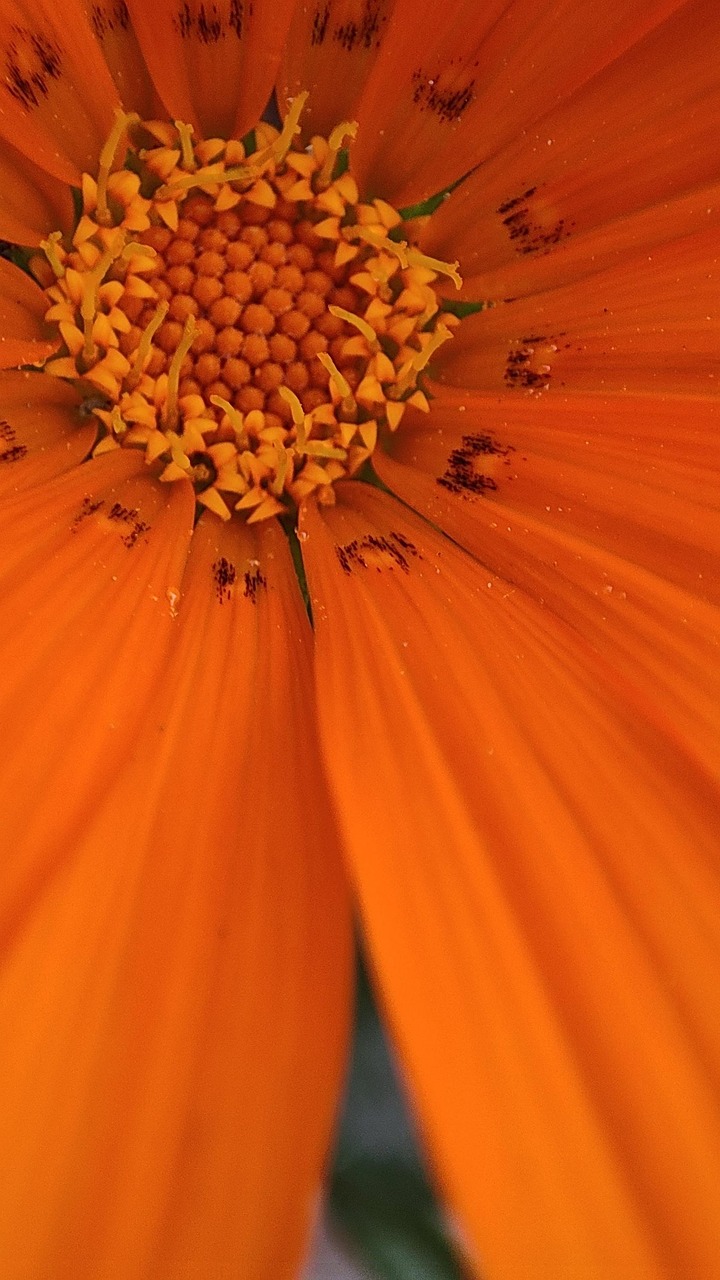 Orange Flower Macro - Free photo on Pixabay - Pixabay