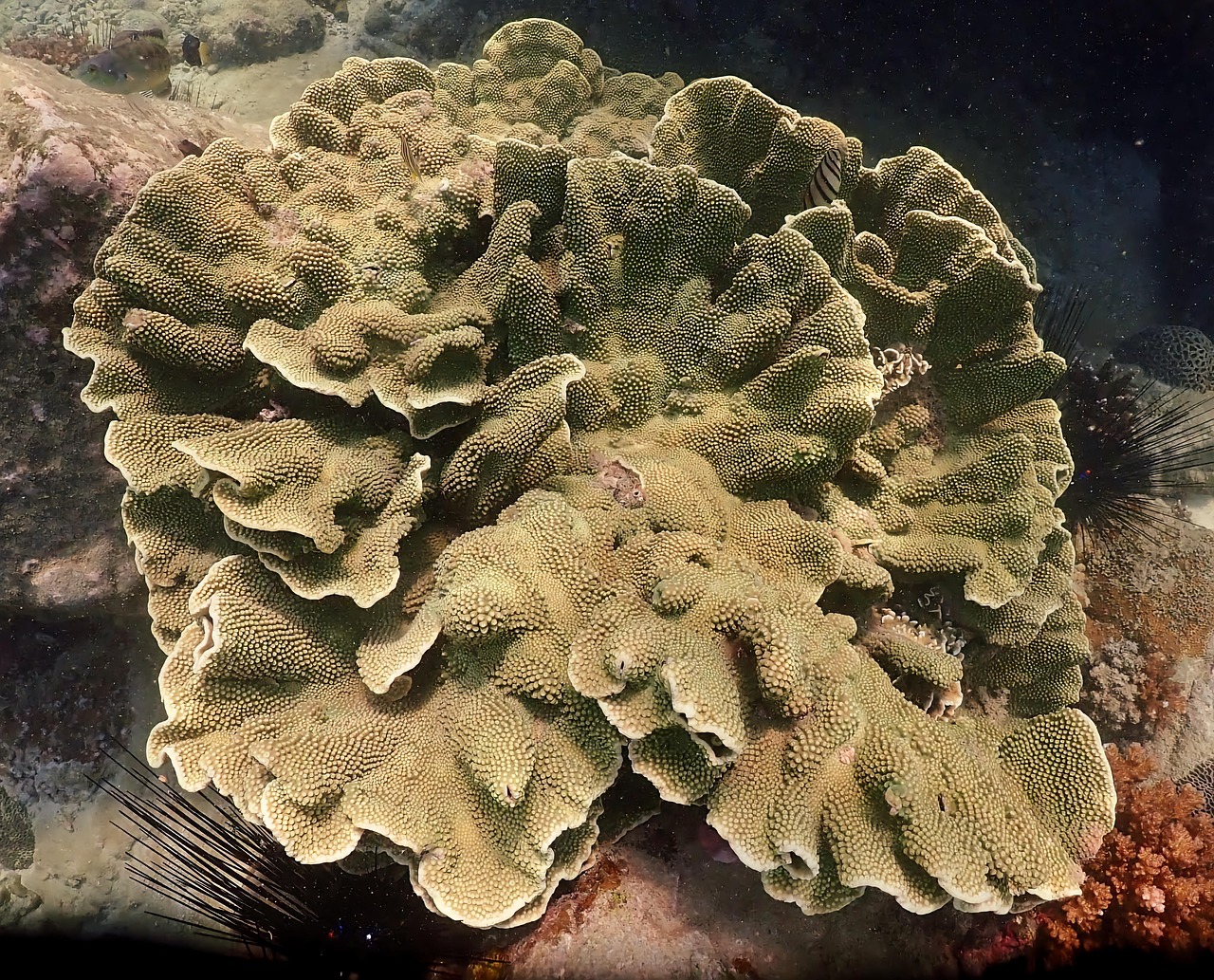 Corals - free online jigsaw puzzle photo