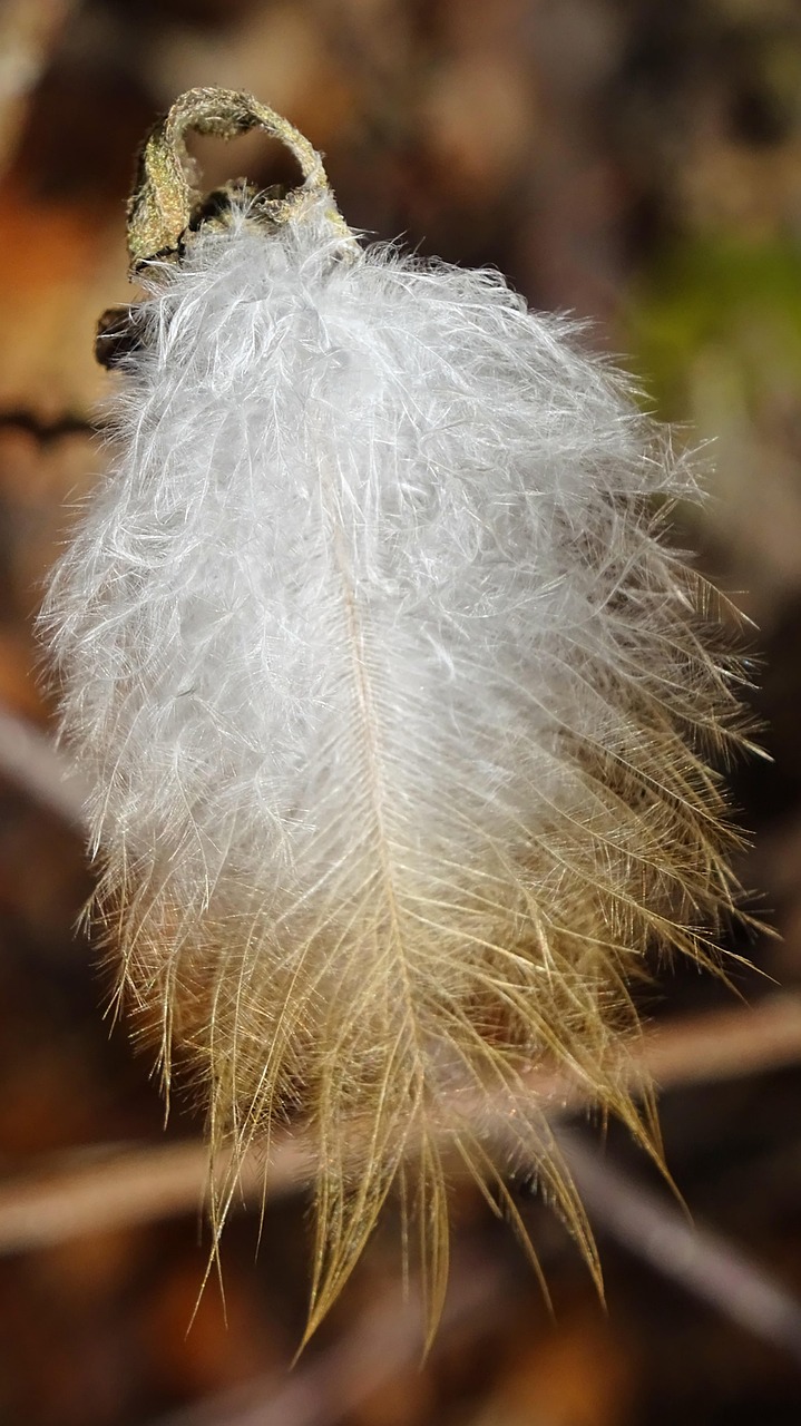 Feder Vogelfeder Weiß - Kostenloses Foto auf Pixabay - Pixabay