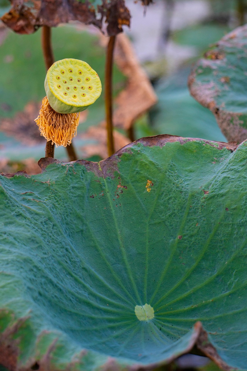 Teratai Lotus Seed Pod Tanaman Air Foto gratis di Pixabay Pixabay