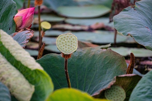 Flower Lotus Seed Pod - Free photo on Pixabay - Pixabay