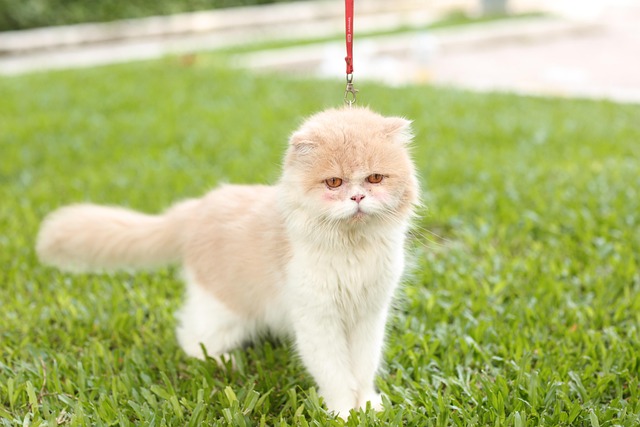Free Cat Pet photo and picture