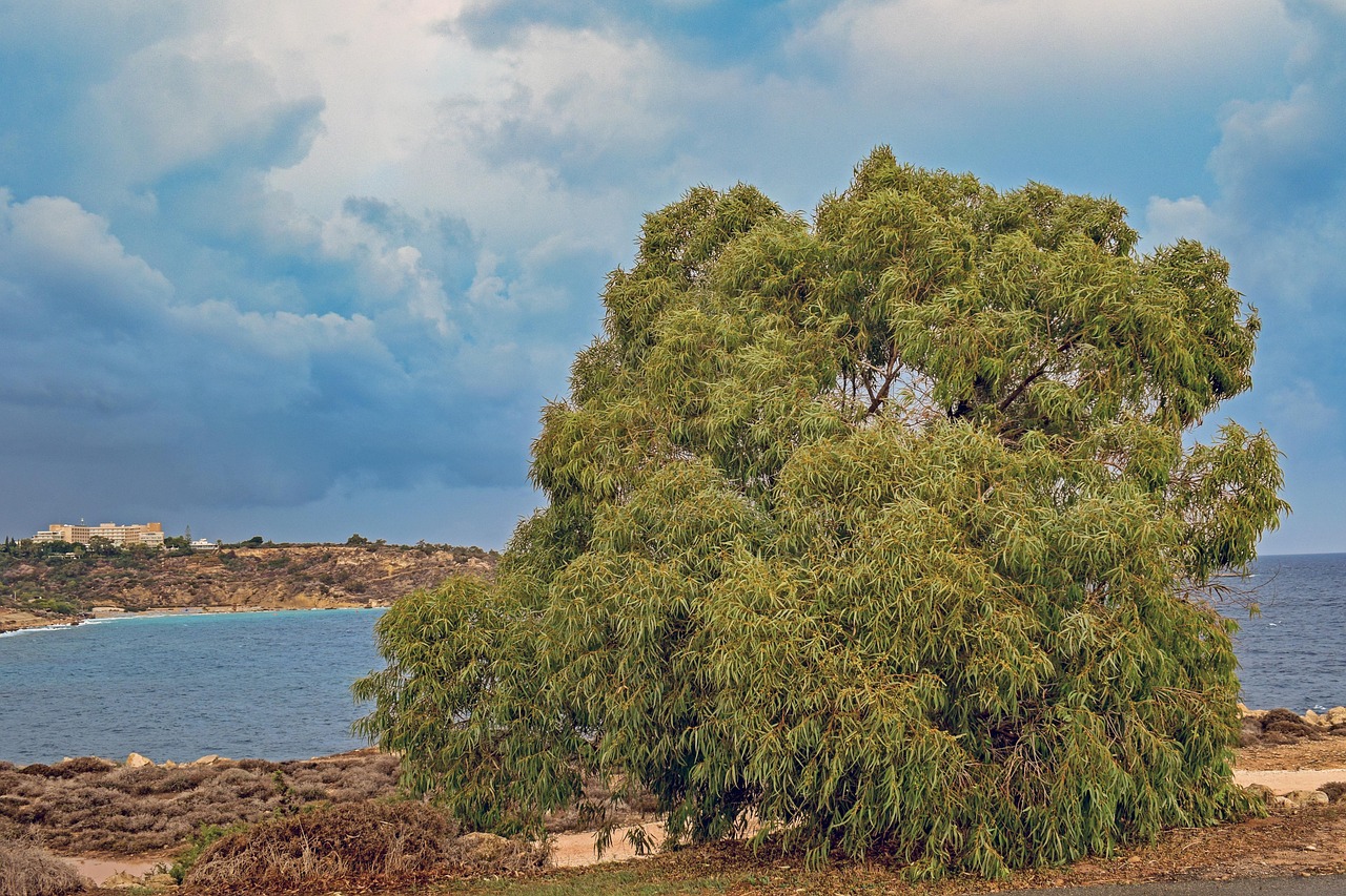 Tree Acacia Scenery - Free photo on Pixabay