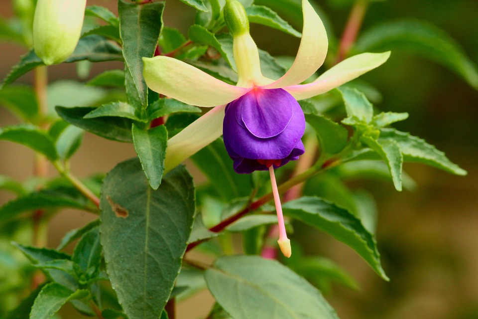 Fuchsia Bunga Tanaman - Foto gratis di Pixabay - Pixabay