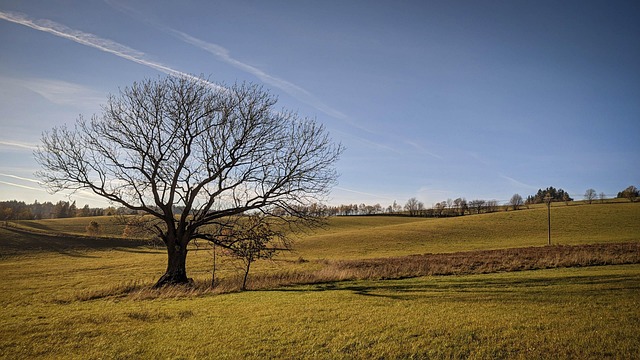 Free Field Grass photo and picture
