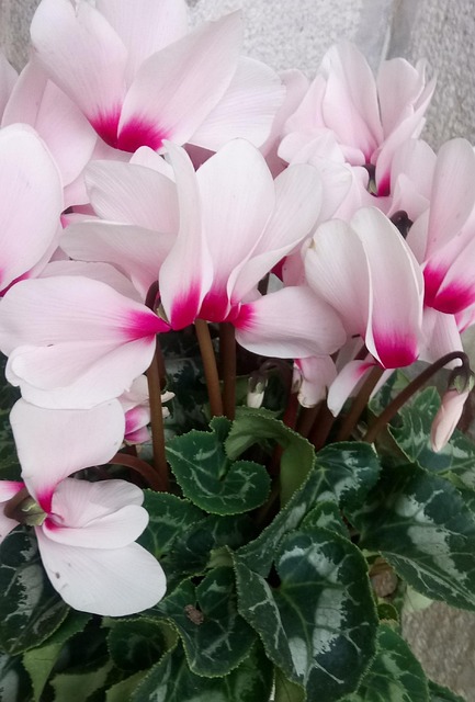 Free Leaves Pink photo and picture