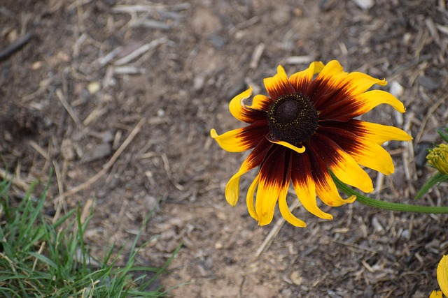 Free Black-Eyed Susan Flower photo and picture