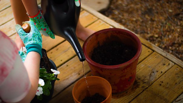 Blomster, Botanik, Natur, Urter, Planter