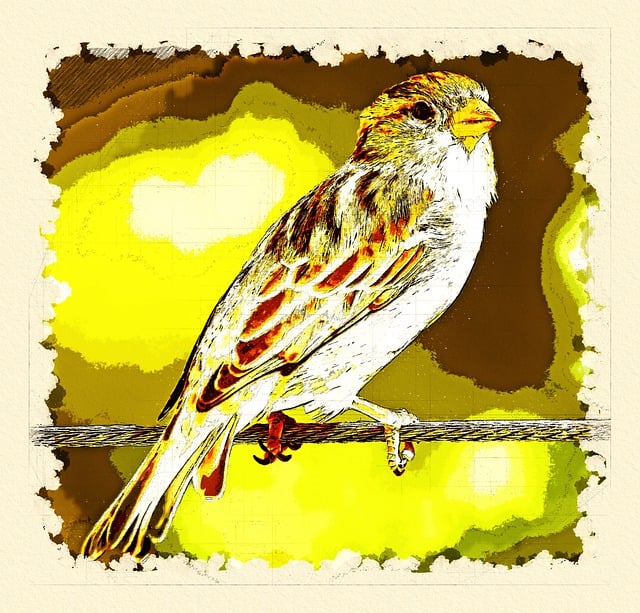 Free sparrow house sparrow nature illustration