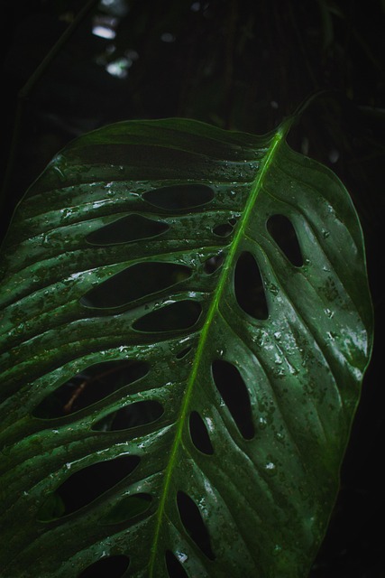 Monstera, Monstera Deliciosa Je