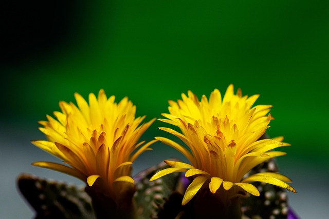 Blume, Pflanze, Flora, Blumentapete