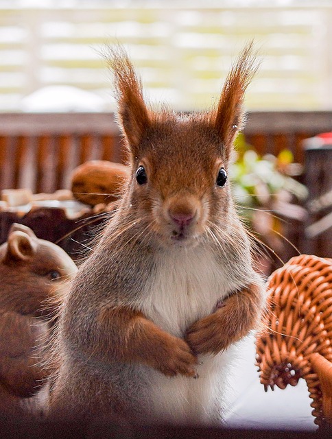 Free Squirrel Wildlife photo and picture