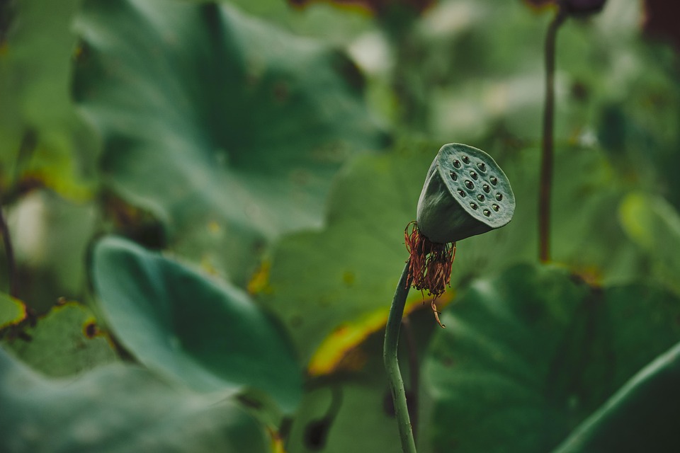 Lotus Pod Plant Seed - Free photo on Pixabay
