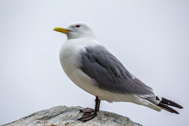 Gaviota, Pájaro, Sentado, Animal