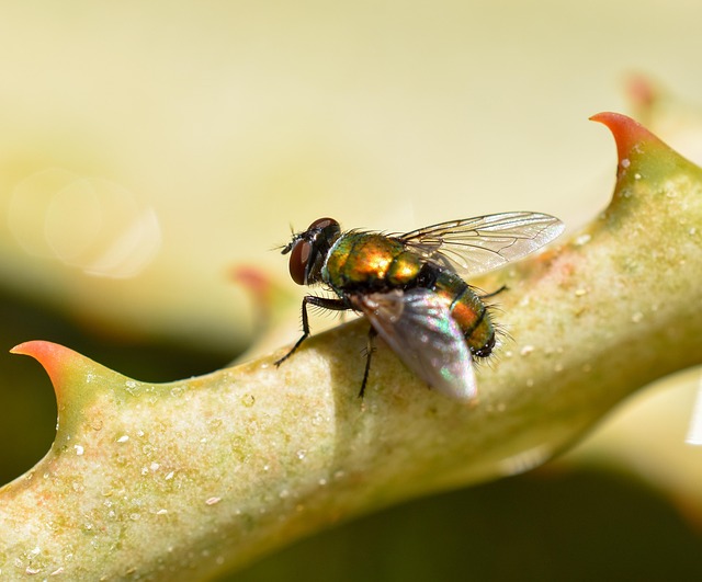 Free Insect Fly photo and picture