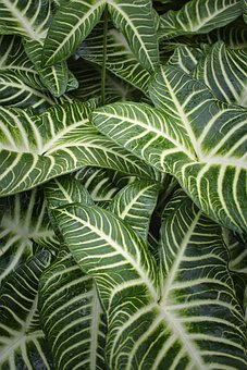 Free Zebra Planta Folhas photo and picture