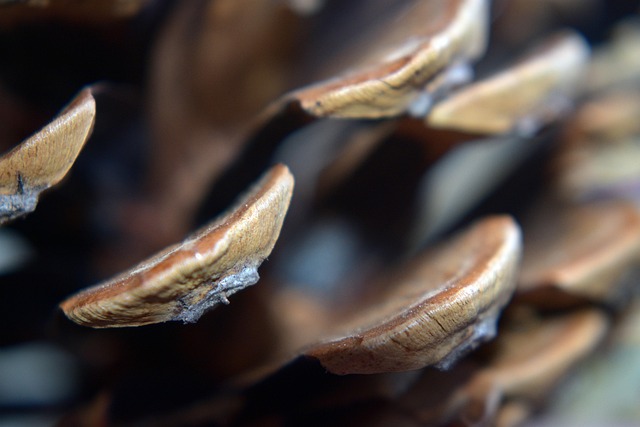 Free Macro Pine Cone photo and picture