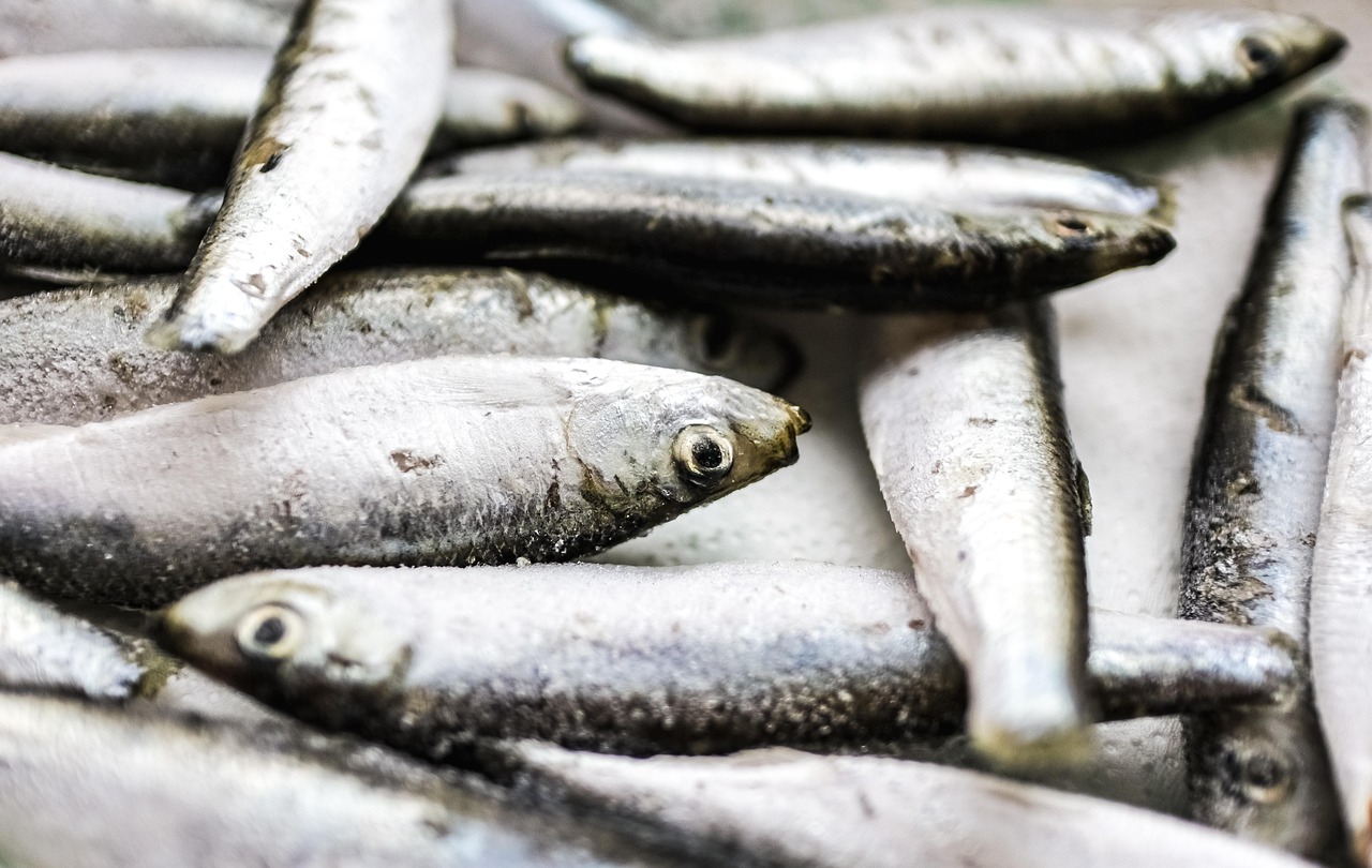 100+ Free Sardines & Fish Images Pixabay