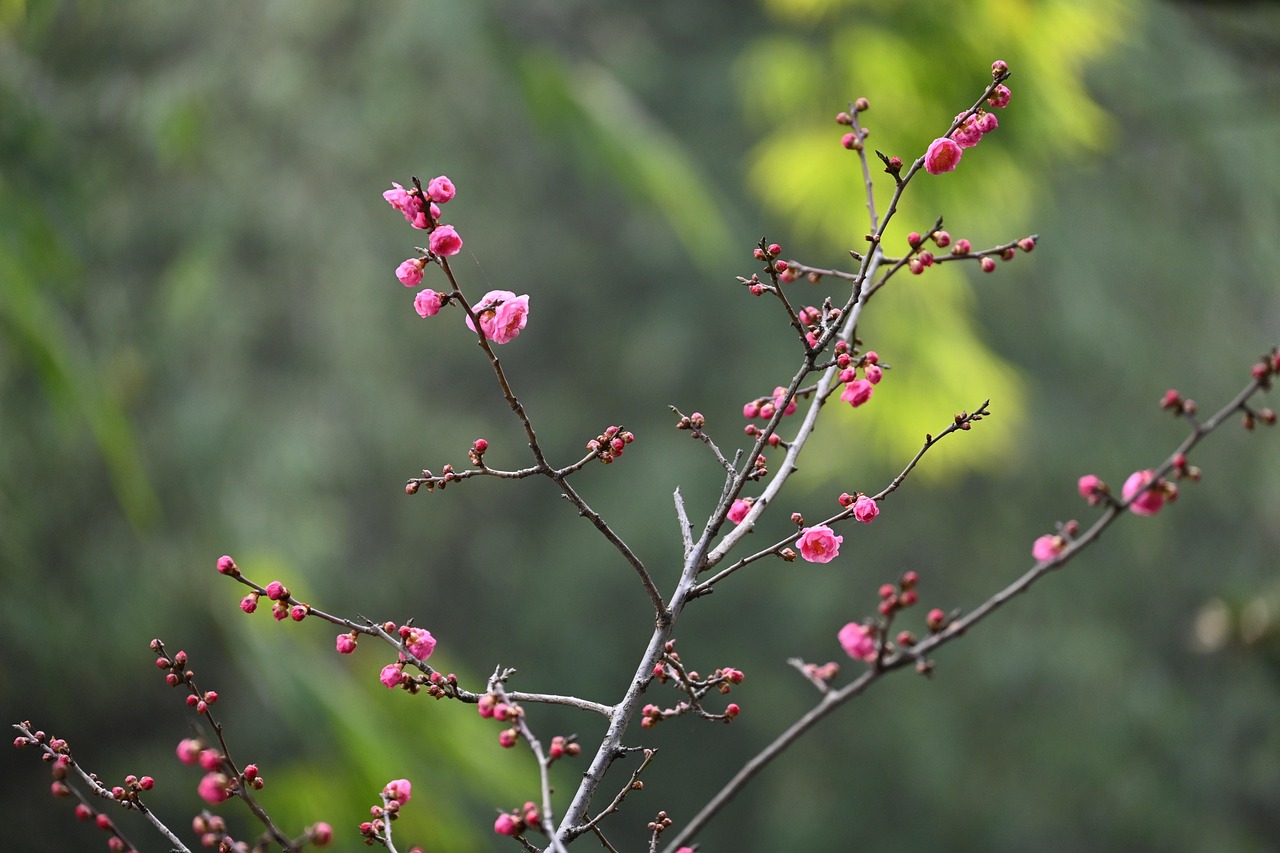 1000以上の無料梅の花&自然画像 - Pixabay