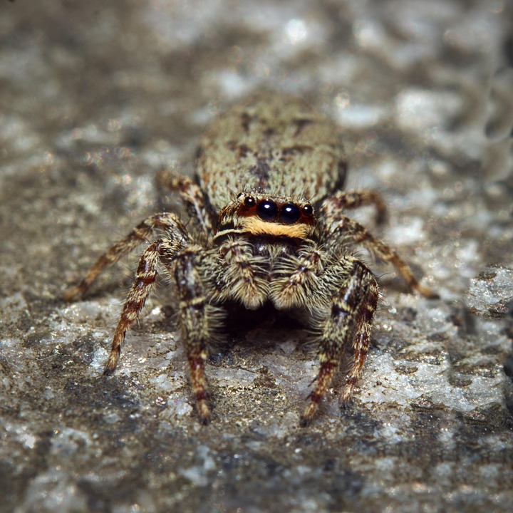 Araignée Sauteuse Photo gratuite sur Pixabay — free download