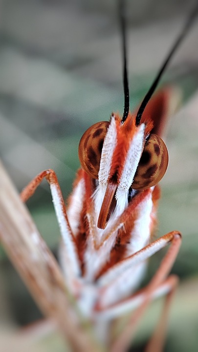 Butterfly Insect Arthropod - Free photo on Pixabay - Pixabay