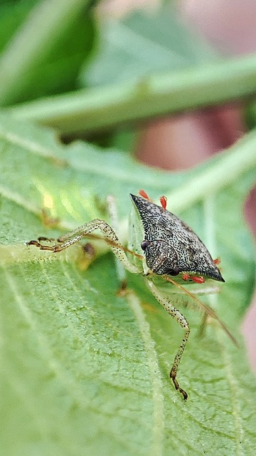 Free Beetle Entomology photo and picture